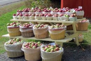 Orchard Bliss: Apple Farm for Sale - Prime Land | The Conscious Farmer | Sustainable Agriculture for a Healthier Planet