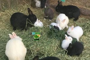 Buy Farm Rabbits Near Me: A Farm That Sales Rabbits Today! | The Conscious Farmer | Sustainable Agriculture for a Healthier Planet
