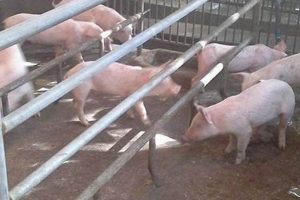 Find Your Pig Farm for Sale: Profitable Swine Farms! | The Conscious Farmer | Sustainable Agriculture for a Healthier Planet