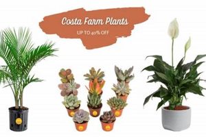 Buy Costa Farms Plants for Sale Now! [Deals Inside] | The Conscious Farmer | Sustainable Agriculture for a Healthier Planet
