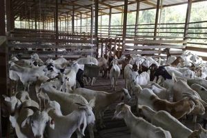 Find Your Dream: Goat Farm for Sale + Ready Now! | The Conscious Farmer | Sustainable Agriculture for a Healthier Planet