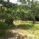 Discover Jamaican Farm Land for Sale Today! | The Conscious Farmer | Sustainable Agriculture for a Healthier Planet