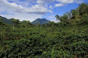 Find Your Dream Coffee Farm For Sale Guatemala Today! | The Conscious Farmer | Sustainable Agriculture for a Healthier Planet