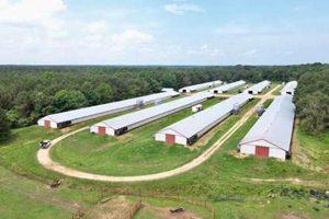 Find MS Poultry Farms for Sale: Your Investment Awaits! | The Conscious Farmer | Sustainable Agriculture for a Healthier Planet