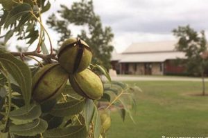 Own Harkey Pecan Farm: Orchard For Sale! | The Conscious Farmer | Sustainable Agriculture for a Healthier Planet