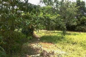 Find Your Dream: Farm Land for Sale in Jamaica Today! | The Conscious Farmer | Sustainable Agriculture for a Healthier Planet