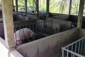 Buy a Profitable Piggery Farm For Sale Today! | The Conscious Farmer | Sustainable Agriculture for a Healthier Planet