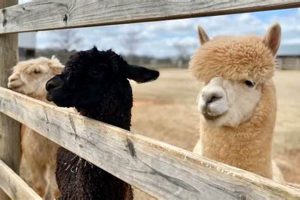 Premier Alpaca Farm for Sale: Your Dream Awaits! | The Conscious Farmer | Sustainable Agriculture for a Healthier Planet