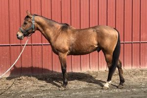Work Horses For Sale: Farm-Ready Equines Available | The Conscious Farmer | Sustainable Agriculture for a Healthier Planet