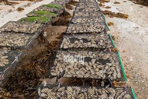Buy a Thriving Oyster Farm For Sale: Invest Now! | The Conscious Farmer | Sustainable Agriculture for a Healthier Planet