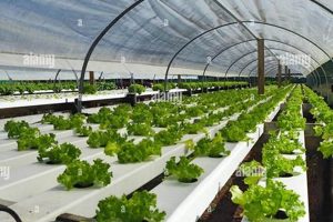 Grow Great: Your Salad Farming Guide Today | The Conscious Farmer | Sustainable Agriculture for a Healthier Planet