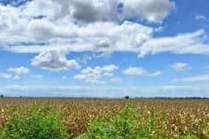 Buy: 5 Hectares Farm Land for Sale in Tunisia - Deals! | The Conscious Farmer | Sustainable Agriculture for a Healthier Planet