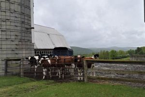 NY Dairy Farms For Sale: Your Future Farm Awaits! | The Conscious Farmer | Sustainable Agriculture for a Healthier Planet
