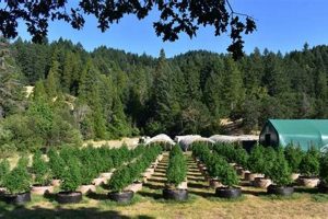 Buy Weed Farms for Sale: Grow Your Green Dream Now! | The Conscious Farmer | Sustainable Agriculture for a Healthier Planet