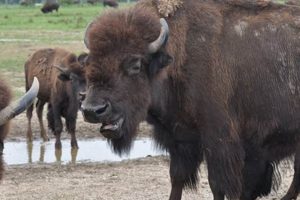 Discover Premier Farms for Sale Long Island, NY Today! | The Conscious Farmer | Sustainable Agriculture for a Healthier Planet