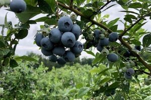 Buy Blueberry Farms: Find Your Farm for Sale! | The Conscious Farmer | Sustainable Agriculture for a Healthier Planet