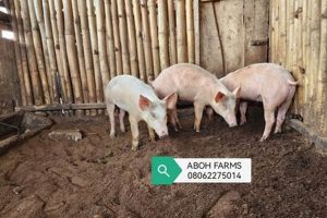 Buy Profitable Swine Farm: Farms for Sale Near You The Conscious Farmer | Sustainable Agriculture for a Healthier Planet Buy Profitable Swine Farm: Farms for Sale Near You | The Conscious Farmer | Sustainable Agriculture for a Healthier Planet