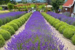 Buy Your Dream Lavender Farm Sale Property Today! | The Conscious Farmer | Sustainable Agriculture for a Healthier Planet