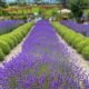 Buy Your Dream Lavender Farm Sale Property Today! | The Conscious Farmer | Sustainable Agriculture for a Healthier Planet