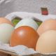 Buy Local: Farm Fresh Eggs for Sale Near You! | The Conscious Farmer | Sustainable Agriculture for a Healthier Planet