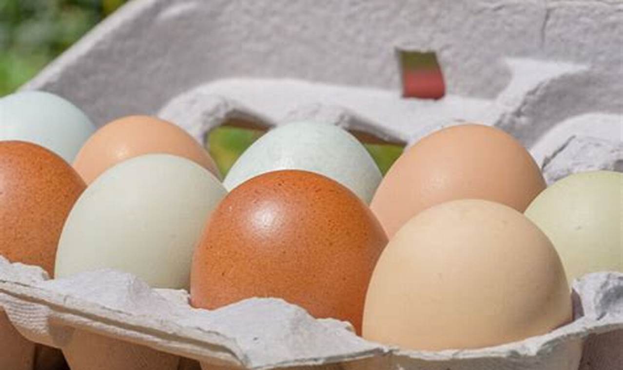 Buy Local: Farm Fresh Eggs for Sale Near You! | The Conscious Farmer | Sustainable Agriculture for a Healthier Planet