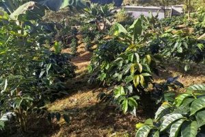 Buy a Coffee Farm for Sale: Your Plantation Awaits! The Conscious Farmer | Sustainable Agriculture for a Healthier Planet Buy a Coffee Farm for Sale: Your Plantation Awaits! | The Conscious Farmer | Sustainable Agriculture for a Healthier Planet