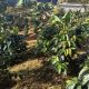 Buy a Coffee Farm for Sale: Your Plantation Awaits! | The Conscious Farmer | Sustainable Agriculture for a Healthier Planet