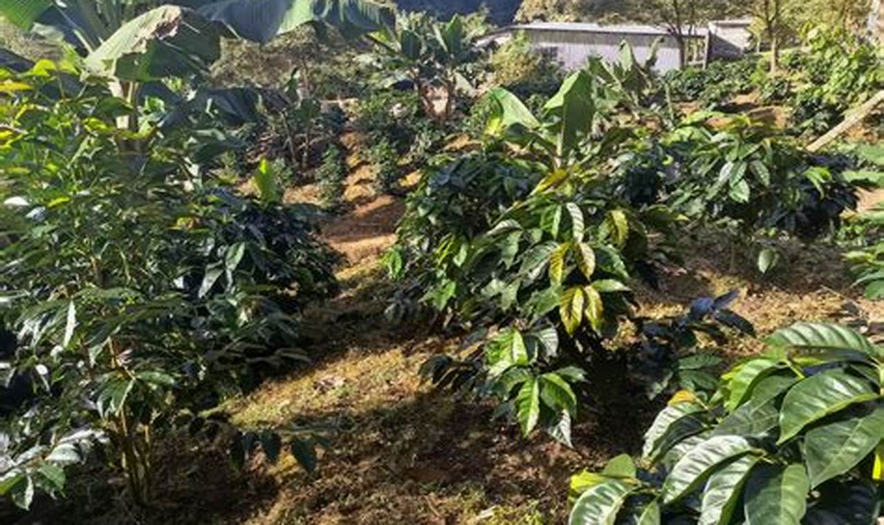 Buy a Coffee Farm for Sale: Your Plantation Awaits! The Conscious Farmer | Sustainable Agriculture for a Healthier Planet Buy a Coffee Farm for Sale: Your Plantation Awaits! | The Conscious Farmer | Sustainable Agriculture for a Healthier Planet