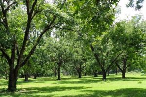 Buy a Thriving Pecan Farm For Sale Near You! | The Conscious Farmer | Sustainable Agriculture for a Healthier Planet
