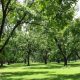 Buy a Thriving Pecan Farm For Sale Near You! | The Conscious Farmer | Sustainable Agriculture for a Healthier Planet