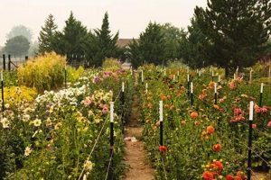 Buy Your Dream: Flower Farm for Sale Near You Today! | The Conscious Farmer | Sustainable Agriculture for a Healthier Planet