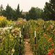 Buy Your Dream: Flower Farm for Sale Near You Today! | The Conscious Farmer | Sustainable Agriculture for a Healthier Planet