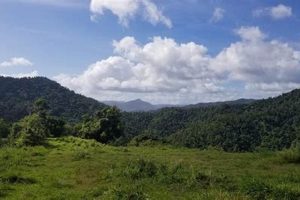Discover Puerto Rico Farm Land for Sale - Your Future Farm Awaits! The Conscious Farmer | Sustainable Agriculture for a Healthier Planet Discover Puerto Rico Farm Land for Sale - Your Future Farm Awaits! | The Conscious Farmer | Sustainable Agriculture for a Healthier Planet