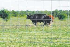 Buy Cattle Panels at Fleet Farm: [Year] Guide & Tips | The Conscious Farmer | Sustainable Agriculture for a Healthier Planet