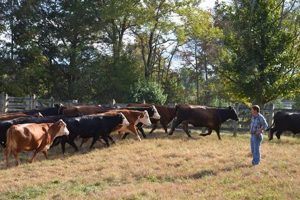 Your Farm Bureau McMinnville, TN Guide + More | The Conscious Farmer | Sustainable Agriculture for a Healthier Planet
