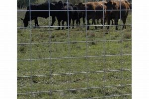 Buy Fleet Farm Cattle Panels: Types & Best Uses! | The Conscious Farmer | Sustainable Agriculture for a Healthier Planet