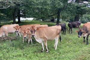 Your Guide to Copper Hill Farm Adventures The Conscious Farmer | Sustainable Agriculture for a Healthier Planet Your Guide to Copper Hill Farm Adventures | The Conscious Farmer | Sustainable Agriculture for a Healthier Planet