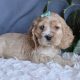 Your Hill Top Farm Kennel: [Breed] Specialist! | The Conscious Farmer | Sustainable Agriculture for a Healthier Planet
