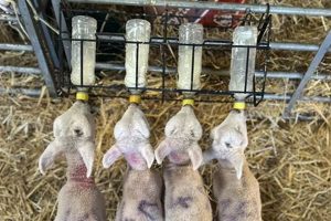 Discover Summer Hill Farm: Fresh & Local | The Conscious Farmer | Sustainable Agriculture for a Healthier Planet