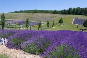 Serene Lavender Hill Farm Photos: A Visual Escape | The Conscious Farmer | Sustainable Agriculture for a Healthier Planet