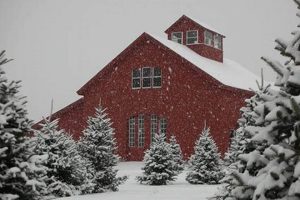 Visit Allen Hill Tree Farm in Brooklyn, CT - Your Perfect Tree! | The Conscious Farmer | Sustainable Agriculture for a Healthier Planet
