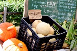 Discover Barberry Hill Farm: Your Premier Hill Farms | The Conscious Farmer | Sustainable Agriculture for a Healthier Planet