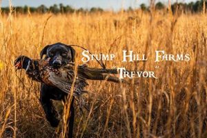 Discover Stump Hill Farm: Your Local Sustainable Agriculture | The Conscious Farmer | Sustainable Agriculture for a Healthier Planet