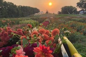 Discover Bloom Hill Farms: Fresh &amp; Local! | The Conscious Farmer | Sustainable Agriculture for a Healthier Planet