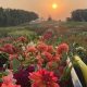 Discover Bloom Hill Farms: Fresh &amp; Local! | The Conscious Farmer | Sustainable Agriculture for a Healthier Planet