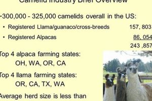 Camelid Farming: What Animals, Breeds & Industry Uses | The Conscious Farmer | Sustainable Agriculture for a Healthier Planet