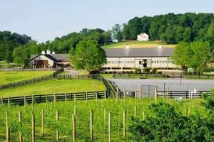 Discover Hidden Hills Farm & Vineyard | Wine & Views | The Conscious Farmer | Sustainable Agriculture for a Healthier Planet