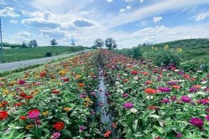 Bloom & Buzz: Hummingbird Hill Flower Farm Magic | The Conscious Farmer | Sustainable Agriculture for a Healthier Planet