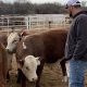 Exploring Sand Hill Farms: Cultivation &amp; Benefits | The Conscious Farmer | Sustainable Agriculture for a Healthier Planet