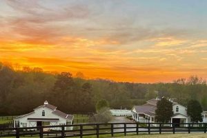 Discover Arbor Hill Farm: Your Sustainable Farm | The Conscious Farmer | Sustainable Agriculture for a Healthier Planet